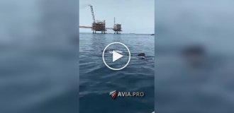 Мужчина покатался на спине китовой акулы  спине китовой акулы, прокатился, удивительно, экстрим