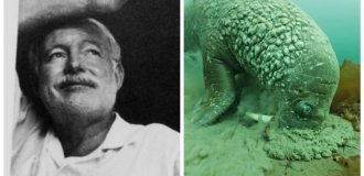 От невезучего Хемингуэя до хитрых моржей: 7 реальных фактов, которые кажутся выдумкой (8 фото)