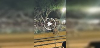 Ковбой получил травму после эффектного празднования на родео