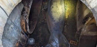 Во Флориде спасли 186-килограммового ламантина, застрявшего в канализации (2 фото)