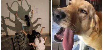 Пёс- менеджер, птица-гигиенист и кирпич-революционер: 25 кадров,  после которых мир уже не будет прежним (26 фото)