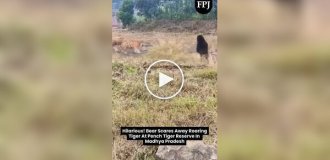 Медведь напугал тигра в индийском заповеднике