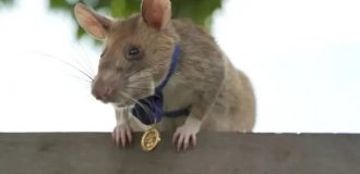 A Gambian rat saved people's lives and received a gold medal (8 photo)