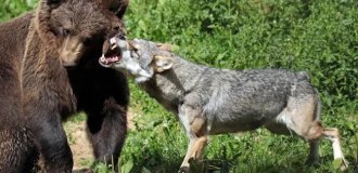 Чем заканчиваются встречи медведей и волков? (11 фото)