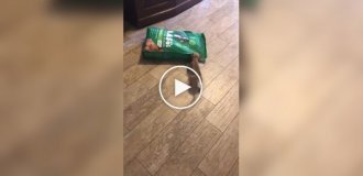 Пес пытается стащить мешок корма