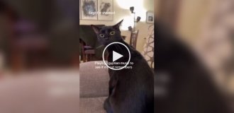 A cat owner played Egyptian music for his pet