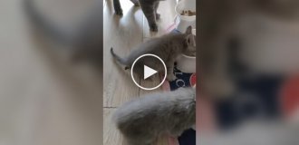 Заводила котенка, а получила мясорубку