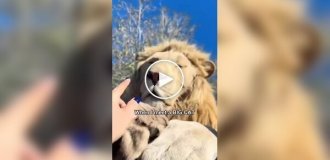 Девушка сняла доказательства, что большие кошки такие же милые, как и маленькие