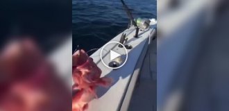 In the US, fishermen caught a fish with pronounced male characteristics.