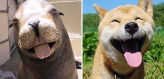 We just discovered that fur seals are actually... sea doggies! (20 photos)