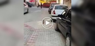 Кошка принесла больного котенка в клинику