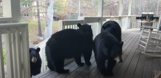 Man made friends with a bear family (8 photos)