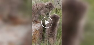 Pallas's first hunt