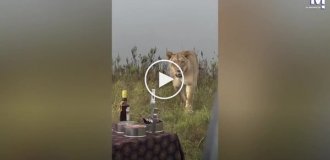 Неожиданные гости: львы прервали отдых туристов