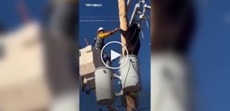 В Аризоне мужчина помог медведю спуститься со столба ЛЭП