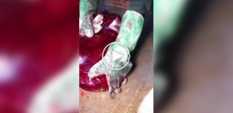 Как в Индии делают кислые конфеты