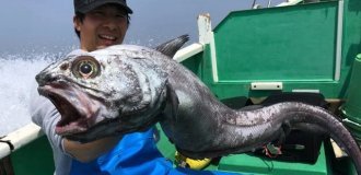 Малоглазый макрурус: вот из кого делают крабовые палочки (9 фото)