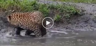 A successful catch: a leopard after hunting in a pond