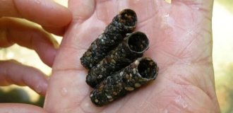 Caddisfly: a real miracle of ponds and rivers (12 photos)