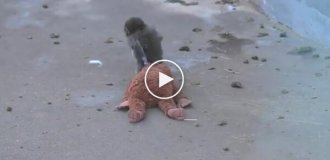 Макак із важкою долею, який не розлучається з плюшевою «мамою»