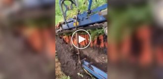 Как происходит уборка моркови на поле