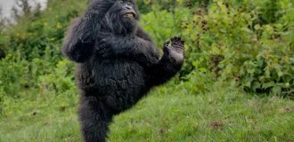 Снимок танцующего детёныша гориллы победил на конкурсе самых забавных фото животных (8 фото)