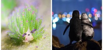 25 вдохновляющих кадров, от которых перехватывает дыхание (26 фото)