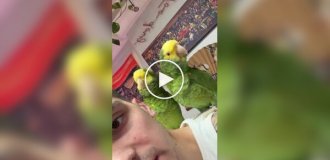 Попугаи поют песню Рианны и Эминема