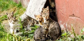 Как устроена стая дворовых кошек? (10 фото)