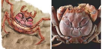 Хэйкэ: лик самурая на панцире краба (11 фото)