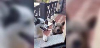 Собаки и их новые друзья