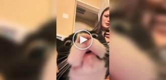 Подборка видео со смешными котами