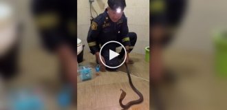 Learning to catch a cobra using a bottle