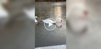 A swan father makes a path through the ice for his family