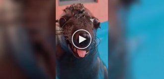 Мужчина погладил морского льва против шерсти