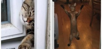 20+ Stubborn Felines Showcasing Different Facets and Degrees of Feline Perseverance (21 photos)