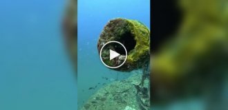 Рыба, которая любит порядок в доме