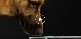 Як собаки п'ють воду