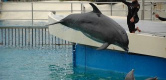 Orca dolphin and narluga: the strangest whale hybrids (11 photos)