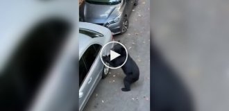 Decided to steer: bear climbed inside a car