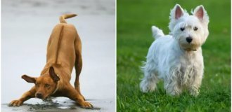 The most beautiful dog breeds named according to the golden ratio (7 photos)