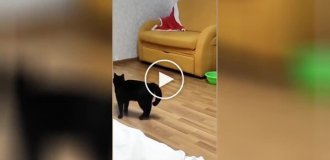 A cat amuses himself