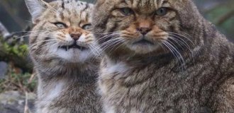 Знакомьтесь, европейские дикие кошки (6 фото)