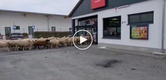 Стадо баранов устроило хаос в супермаркете Баварии