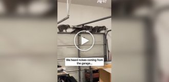 Банда енотов проникла в гараж в США