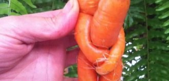 Любовь или конкуренция? Почему морковь пытается обнять соседа в земле (9 фото)