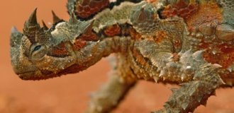 Молох: ящерица из шипов (9 фото)