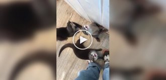 Как звучат голодные выдры