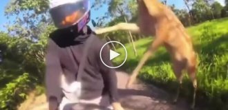 In Thailand, a deer attacked a biker