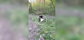 Реакция польской девушки на кабана